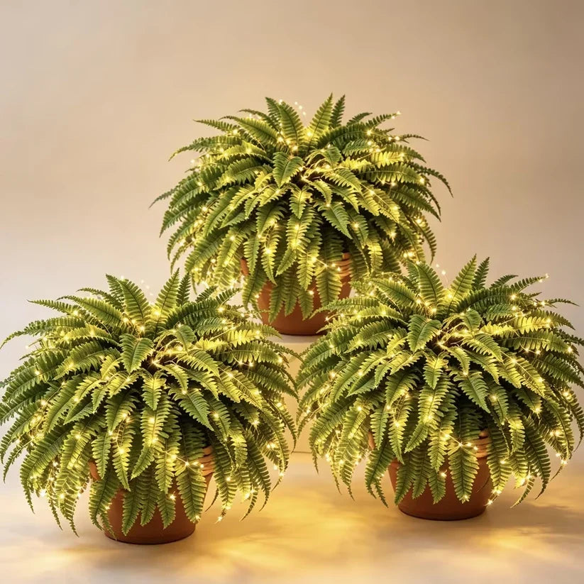 🔥 Last Day Sale Price | 💛Glowing Boston Ferns with Lights – 🌿 Zero Watering, Zero Maintenance