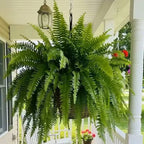 🔥 Last Day Sale Price | 💛Glowing Boston Ferns with Lights – 🌿 Zero Watering, Zero Maintenance