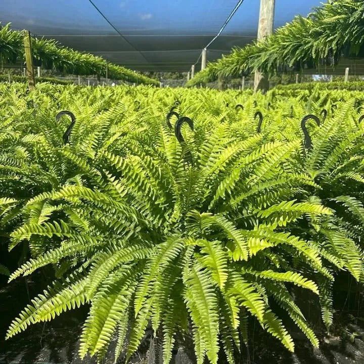 🔥 Last Day Sale Price | 💛Glowing Boston Ferns with Lights – 🌿 Zero Watering, Zero Maintenance