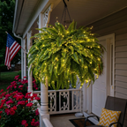 🔥 Last Day Sale Price | 💛Glowing Boston Ferns with Lights – 🌿 Zero Watering, Zero Maintenance