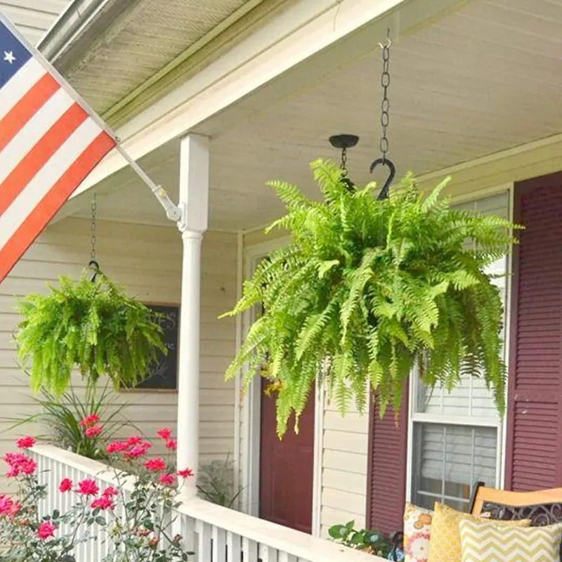 🔥 Last Day Sale Price | 💛Glowing Boston Ferns with Lights – 🌿 Zero Watering, Zero Maintenance